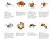 Ortho Home Defense Insect Killer от клещей, блох, муравьев 1152620059 фото 4