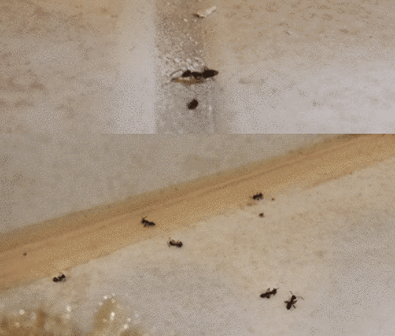 Advion Ant Gel. Средство от МУРАХ Адвион Dupont 6 фото