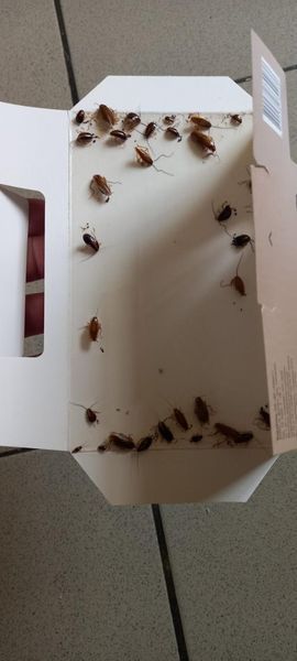 Клейова пастка Spiimai для тарганів, з приманкою Без запаху 2 фото